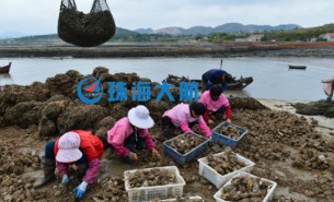 生蠔自動分揀機，取代人工分揀，高效精準省人工