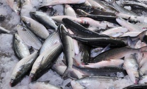 羅非魚養殖的水產行業如何提高稱重分選效率