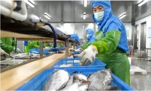 探索重量分選機在水產品行業的核心作用