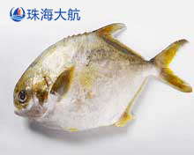 金鯧魚分選,自動分揀分級設備,機械化助力鯧魚產業升級